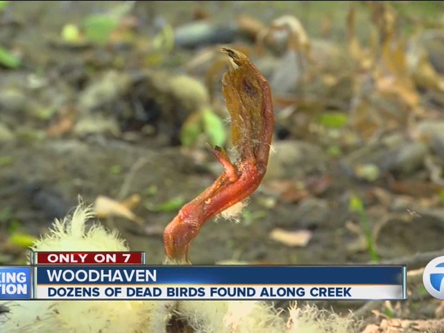 dozens of birds and ducks die in michigan creek, birds die mysteriously in michigan creek, dozens of birds and ducks die in michigan creek, The Michigan Department of Natural Resources is now investigating the mysterious deaths of nearly 50 birds along the Marsh Creek in Woodhaven
