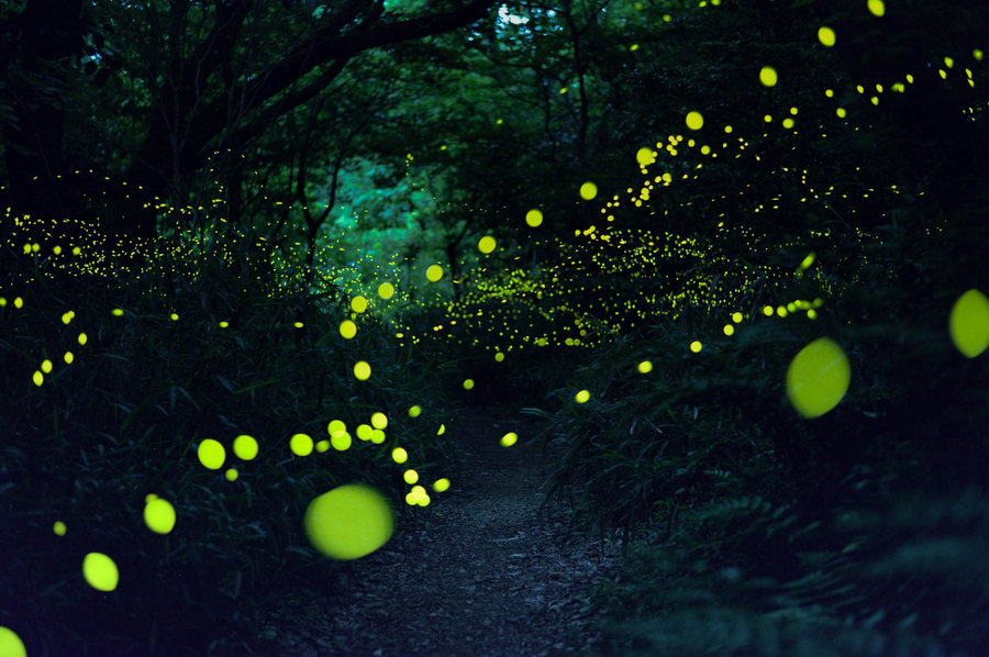 fireflies, fireflies japan, fireflies japan picture, fireflies japan 2016 pictures, fireflies tokyo japan, fireflies japan summer 2016