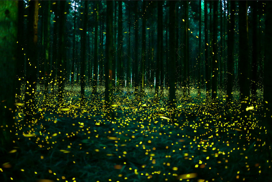 fireflies, fireflies japan, fireflies japan picture, fireflies japan 2016 pictures, fireflies tokyo japan, fireflies japan summer 2016