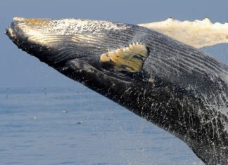 humpback whale songs, songs of humpback whale, humpback whale sounds, humpback whale strange sounds, humpback whale songs video, humpback whale song video