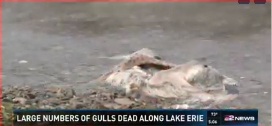 hundreds gulls dead lake erie buffalo, dead gulls lake erie buffalo, what's killing gulls in buffalo, gulls die-off lake erie buffalo, gulls die-off buffalo