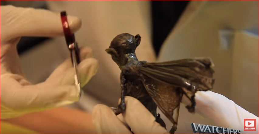 mysterious winged creature mexico, mysterious winged creature picture, mysterious winged creature video, mysterious winged creature stinger mexico, strange grasshopper mexico