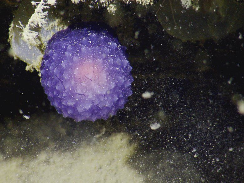 mysterious purple orb, mysterious purple blob, mysterious purple orb ocean, mysterious purple orb nautilus, mysterious purple orb ocean california nautilus picture, mysterious purple orb video
