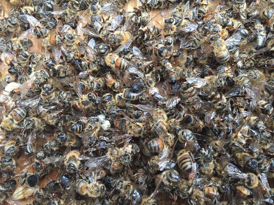 Millions of bees dead after sprays for Zika mosquitoes