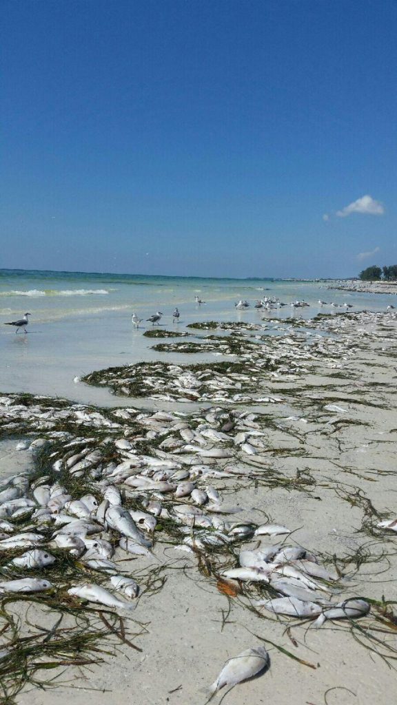 Red tides cause massive fish kills all along Southwest Florida videos