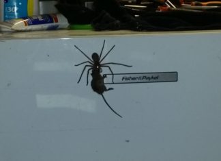 giant spider mouse australia video, giant spider mouse australia photo, giant spider mouse australia, enormous spider drags up mouse on fridge in australia, giant spider australia mouse, spider mouse australia, giant spider mouse australia video