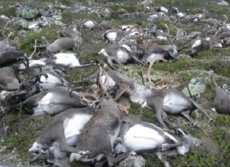 80,000 reindeer have starved to death as Arctic sea ice retreats, 80000 reindeer die arctic sea ice, 80000 reindeer die arctic sea ice retreat, 80000 reindeer die of starvation, arctic sea ice retreat kills 80000 reindeer