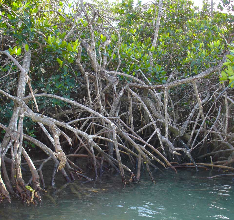mangrove, mangrove tsunami, mangrove tsunami protection, magrove forest against tsunami, mangroves protect us from tsunami, magrove tsunami protection video
