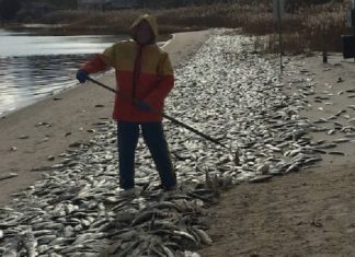 millions dead fish southampton new york, millions dead fish southampton, millions dead fish southampton new york video, millions dead fish southampton new york pictures