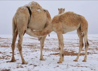 snow saudi arabia, snow saudi arabia december 2016, snow covers desert saudi arabia, saudi arabia snow, saudi arabia snow december 2016, saudi arabia snow dec 2016 video, saudi arabia snow dec 2016 pictures