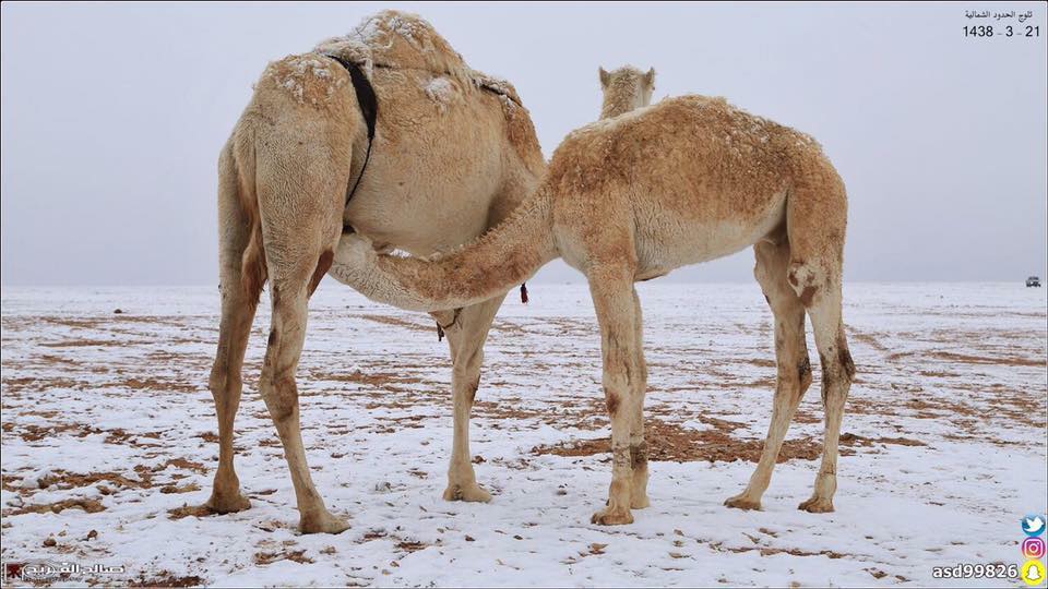 snow saudi arabia, snow saudi arabia december 2016, snow covers desert saudi arabia, saudi arabia snow, saudi arabia snow december 2016, saudi arabia snow dec 2016 video, saudi arabia snow dec 2016 pictures