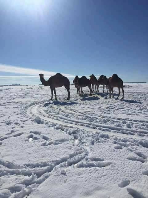 algeria snow, snow algeria, snow algeria 2017, snow covers desert 2017, anomalous snow algeria dersert 2017