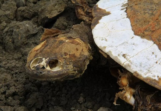 brazil turtle cemetery, turtle die-off, mass die-off, brazil turtle mass die-off, 400 dead turtles brazil