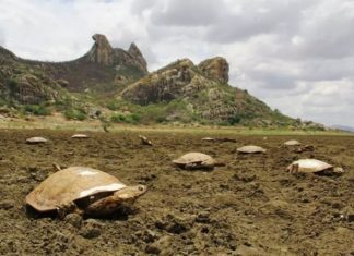 brazil turtle cemetery, turtle die-off, mass die-off, brazil turtle mass die-off, 400 dead turtles brazil