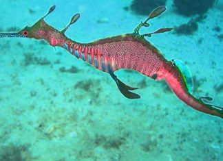 ruby seadragon, ruby seadragon video, ruby seadragon scripps, ruby seadragon january 2017, First footage of a new species of seadragon alive in the wild, The ruby seadragon was captured on video for the first time alive in the wild