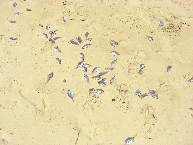 australia die-off, australia fish die-off, Many thousands of fish, thought to be a small species of leatherjacket, have washed up dead along the Cooloola Coast.
