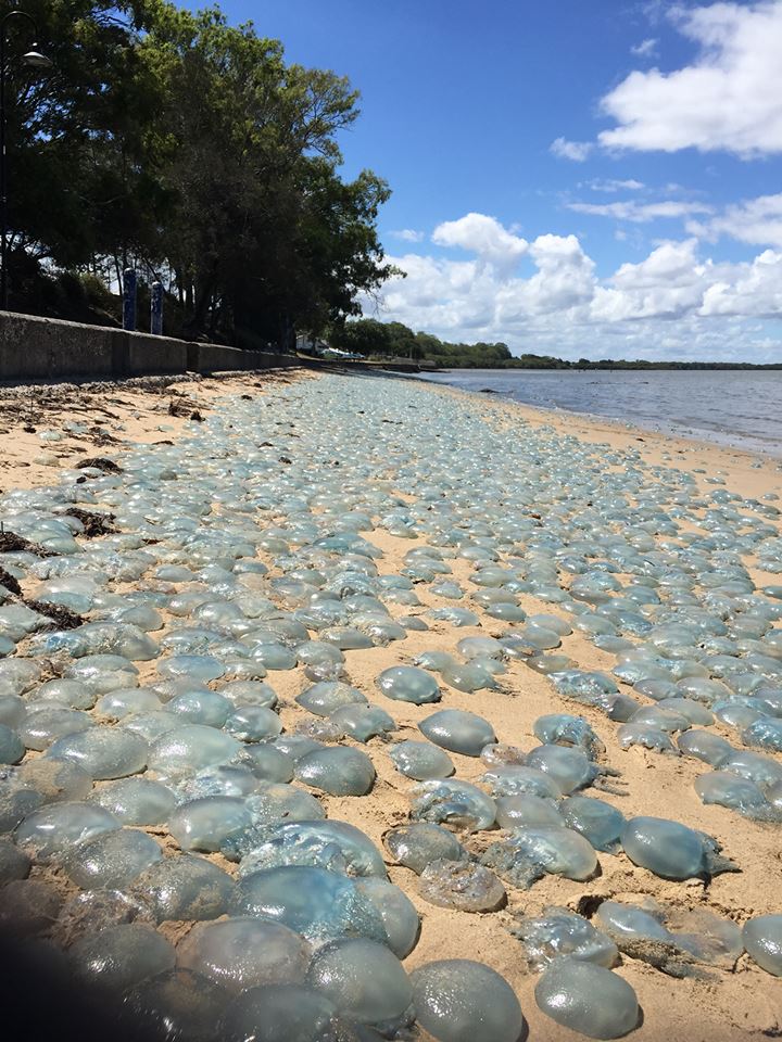 jellyfish australia, jellyfish mass die-off australia, australia jellyfish die-off, Sand beaches turned blue aftaer thousands of jellyfish washed up overnight in February 2017 in Australia.