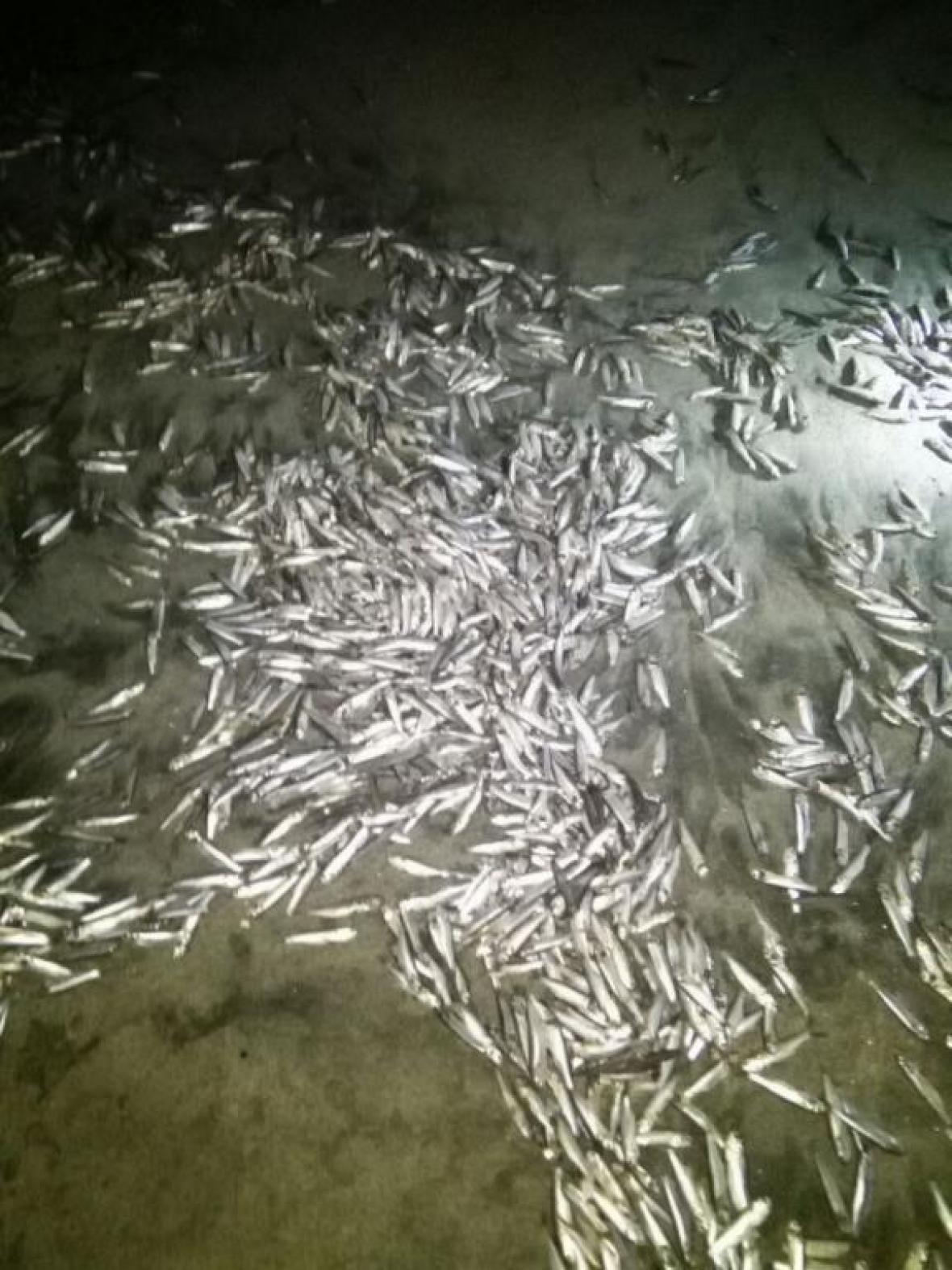colombia die-off, colombia fish die-off, Thousands of dead fish were found on a 4-km beach in Colombia. via El Heraldo