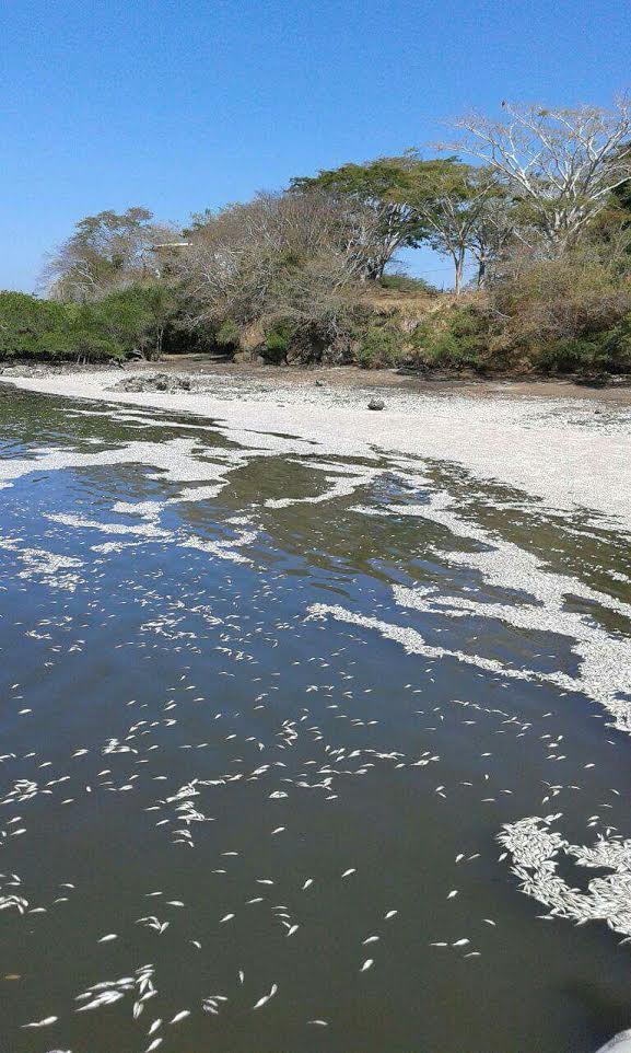 costa rica fish mass de-off, thousands of fish dead in costarica, Miles de peces aparecen muertos en playas del Golfo de Nicoya, Autoridades investigan muerte de peces en el golfo de Nicoya