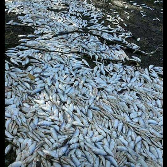 costa rica fish mass de-off, thousands of fish dead in costarica, Miles de peces aparecen muertos en playas del Golfo de Nicoya, Autoridades investigan muerte de peces en el golfo de Nicoya