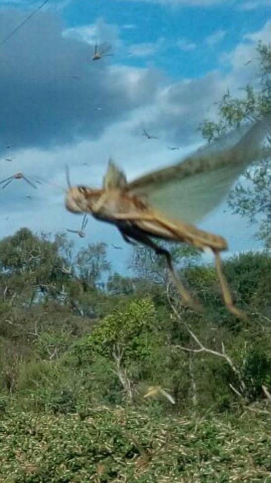 locust plague paraguay, locust plague paraguay video, locust plague paraguay picture, locust plague paraguay february 2017, Invasión de langostas en La Patria, Chaco Paraguayo