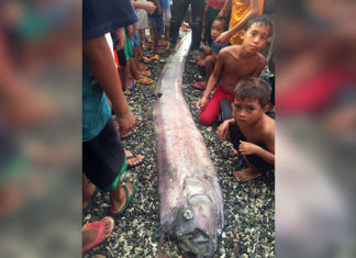 oarfish philippines february 2017, oarfish philippines february 2017pictures, Mysterious oarfish sightings stoke earthquake fears in the Philippines