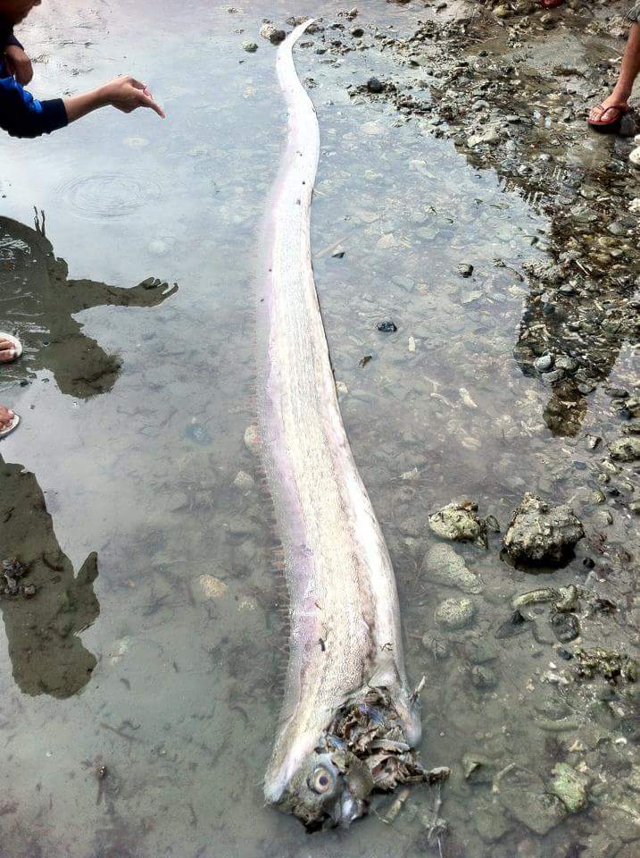 oarfish philippines february 2017, oarfish philippines february 2017pictures, Mysterious oarfish sightings stoke earthquake fears in the Philippines