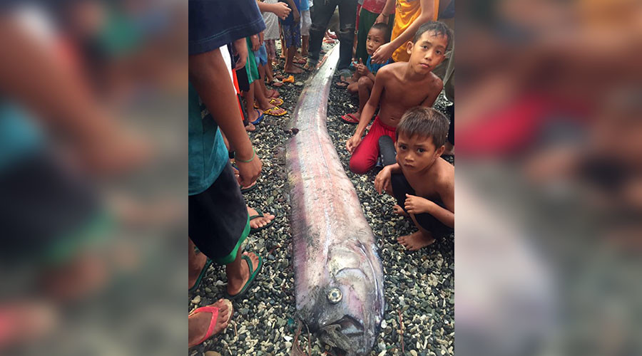 oarfish philippines february 2017, oarfish philippines february 2017pictures, Mysterious oarfish sightings stoke earthquake fears in the Philippines
