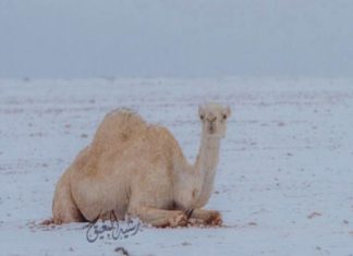 snow desert saudi arabia, snow desert saudi arabia pictures, snow desert saudi arabia video, snow desert saudi arabia february 2017