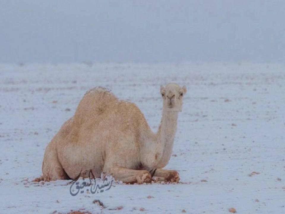 snow desert saudi arabia, snow desert saudi arabia pictures, snow desert saudi arabia video, snow desert saudi arabia february 2017
