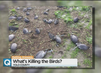 yolo dead birds, 4,000 Birds Die In The Yolo Bypass, yolo bird mass die-off, dead birds yolo, dead birds california sacramento, , Why Did Nearly 4000 Birds Die In The Yolo Bypass