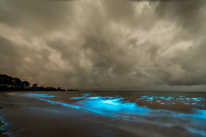 bioluminescence, bioluminescence tasmania, bioluminescence tasmania march 2017, bioluminescence tasmania pictures, bioluminescence tasmania march 2017 pictures