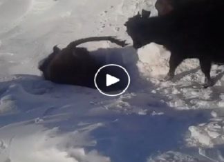 cow snow tunnel kazakhstan, cow snow tunnel kazakhstan video, cow snow tunnel video, cows go through snow tunnels in Kazakhstan, cow snow tunnels march 2017 video
