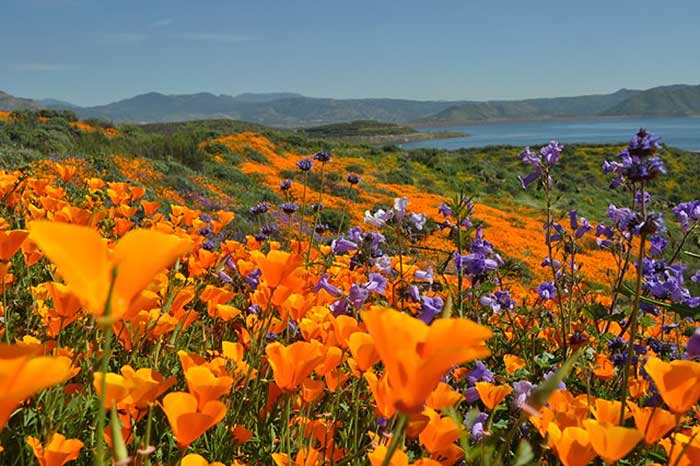 Super bloom, 2017 Super bloom, Super bloom 2017 california, california super bloom picture 2017, flower bloom california desert 2017, Flowers are erupting in the California desert, flowers california desert 2017 pictures