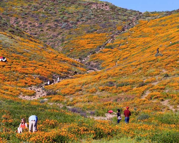 Super bloom, 2017 Super bloom, Super bloom 2017 california, california super bloom picture 2017, flower bloom california desert 2017, Flowers are erupting in the California desert, flowers california desert 2017 pictures