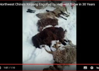 heaviest snowfall china, Part of Northwest China's Xinjiang Engulfed by Heaviest Snow in 30 Years Part of Northwest China's Xinjiang Engulfed by Heaviest Snow in 30 Years video