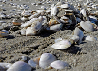 millions shellfish die new zealand, Cause of mass shellfish die-off remains unknown, mysterious shellfish mass die-off new zealand march 2017, millions shellfish die new zealand video, video millions shellfish die new zealand