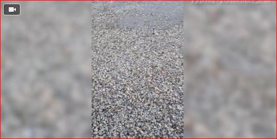 millions shellfish die new zealand, Cause of mass shellfish die-off remains unknown, mysterious shellfish mass die-off new zealand march 2017, millions shellfish die new zealand video, video millions shellfish die new zealand