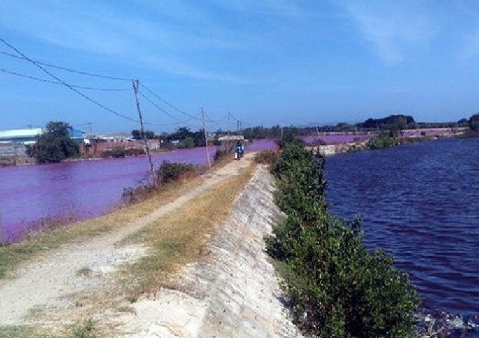 pink water vietnam, pink water vietnam pictures, pink water vietnam videos, Pink water in large reservoir turns pink in Vietnam