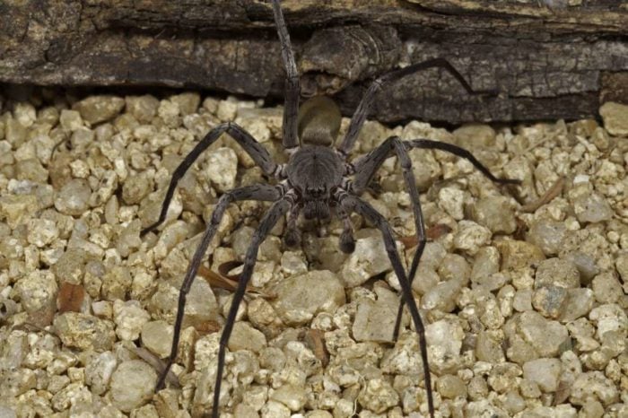 baseball-sized spider discovered in baja california Mexico, Baseball-sized spider discovered in Baja California mine