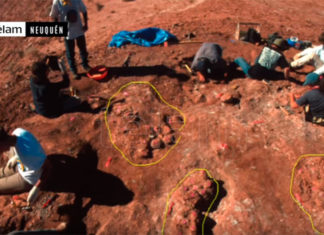 dinosaur eggs embryos discovered argentina, dinosaur eggs embryos discovered argentina video, dinosaur eggs embryos discovered argentina photo, dinosaur eggs with embryos inside unearthed in Argentina,
