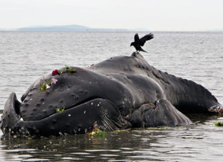 Mysterious spike in humpback whale deaths on US Atlantic Coast, video, Mysterious spike in humpback whale deaths on Atlantic Coast picture, unusual Mysterious spike in humpback whale deaths on Atlantic Coast, humpback whale die-off