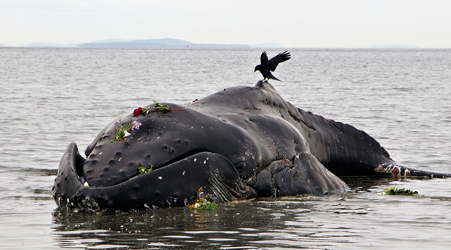 Mysterious spike in humpback whale deaths on US Atlantic Coast, video, Mysterious spike in humpback whale deaths on Atlantic Coast picture, unusual Mysterious spike in humpback whale deaths on Atlantic Coast, humpback whale die-off