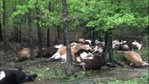 cows piled