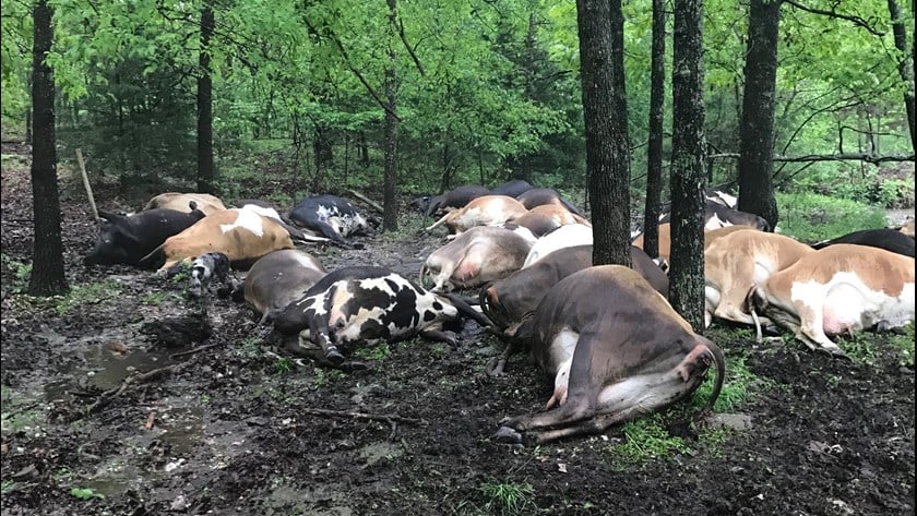 32 cows killed by lightning missouri, cows struck lightning missouri, 32 cows struck lightning missouri, 32 cows killed by lightning missouri