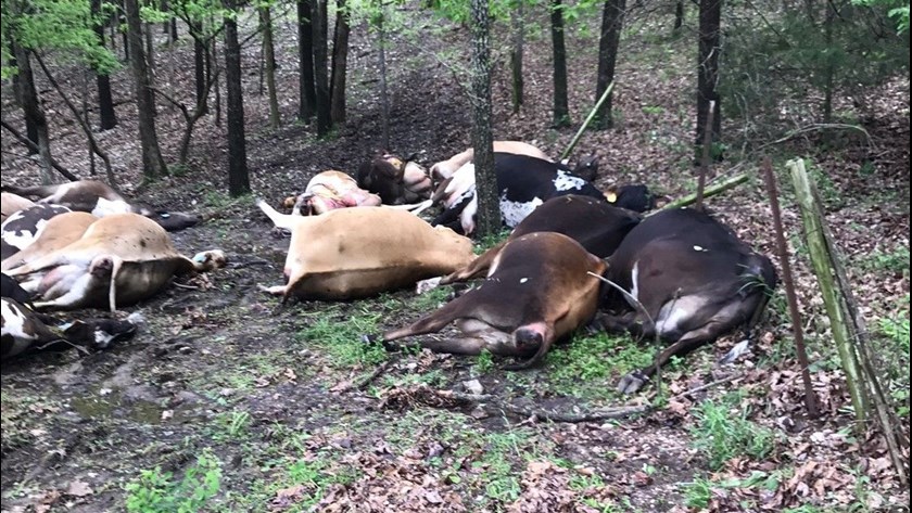 32 cows killed by lightning missouri, cows struck lightning missouri, 32 cows struck lightning missouri, 32 cows killed by lightning missouri