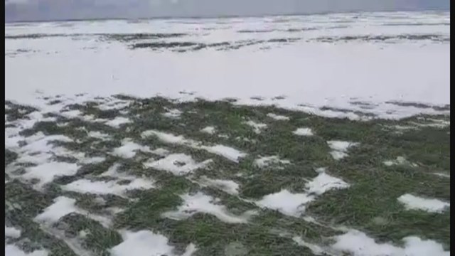 Crops devastated during last weekend snow storm in Colorado