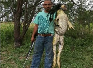 A giant bull frog caught in South Texas by Markcuz Rangel in May 2017, giant bullfrog texas, giant bull frog texas, giant bullfrog texas pictures, giant bull frog texas pictures