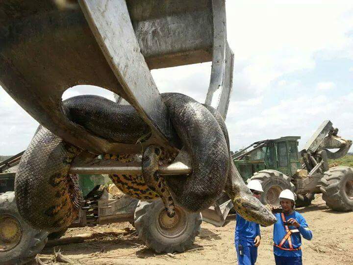 giant snake brazil, largest snake around the world, brazil monster snake