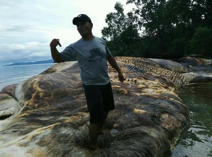 mysterious sea creature indonesia, mysterious sea creature indonesia video, mysterious sea creature indonesia picture, mysterious sea creature indonesia may 2017